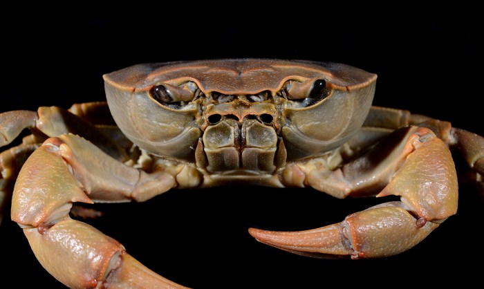 Crab tagalog filipino recipe