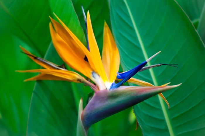 Strelitzia nicolai reginae grote pots birds arboles kamerplanten merawat pemula tanaman ways plante lobosalavista hias mee mooiste starten jouw zimmerpflanzen